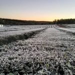 Ola polar en Misiones Posadas registro 1 °C y se reportaron heladas intensas 2 - 22